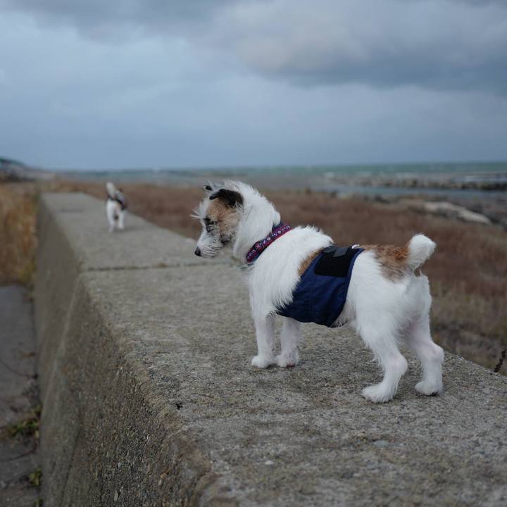 Ac3d643a 2b92 49eb 8f03 43cb6b462f0f 1514175576705