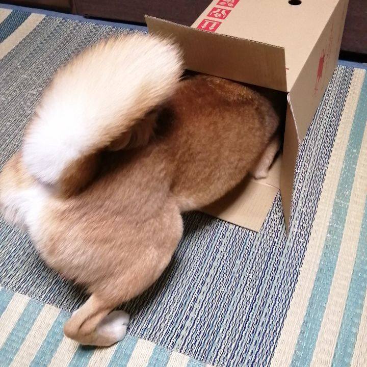 Ac3d8bb6 d78b 48ce 9b44 25dae301d83b 1589020818187