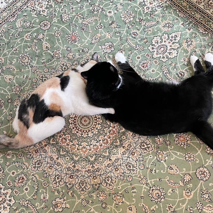 Ac3f59d1 8f75 4a37 9583 b3c7bcd2af29 1754090434030