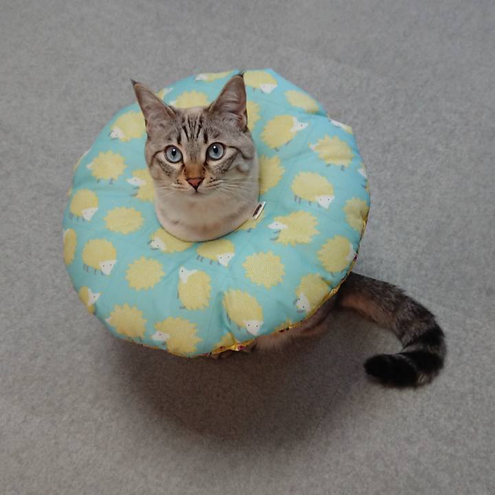 Ac411a4f 4648 4995 a650 df27517d5898 1518057300903