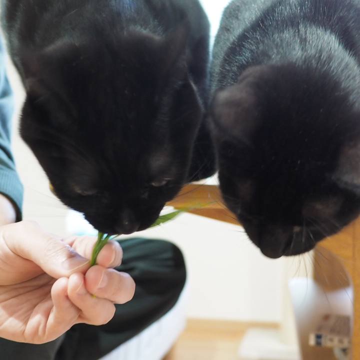 Ac49a44d bd7f 4f5e 88cd fa090d98c07d 1541115144727