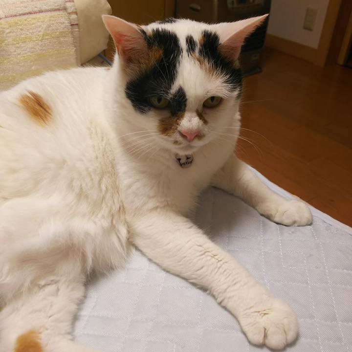 Ac4b21f0 a7d5 42e9 b6db 1f474ceba9b6 1533735022447