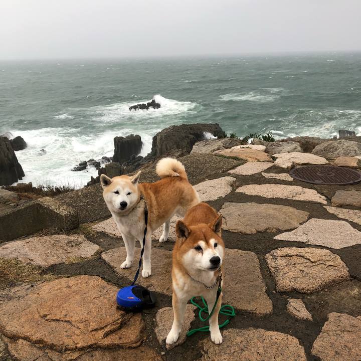 Ac4b78b6 e265 461e 9440 5cca8fe182ff 1544179513905