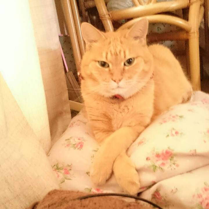 Ac4d88ab f068 43bf b361 ab8faccca214 1528939828746