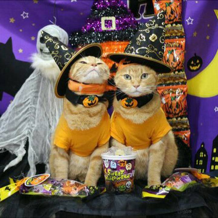 Ac4e3f16 b5be 4b54 84ae 5e730cc95413 1539589810561