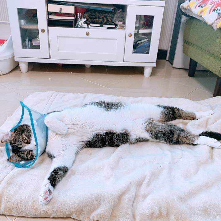 Ac4e4df2 fdb3 4be8 9a06 83ccaa52d4d7 1585751959407