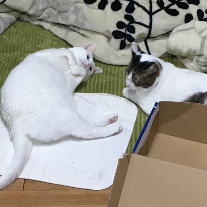 Ac4ec8cd 99c7 4125 b821 7d2e2f575942 1544182225109