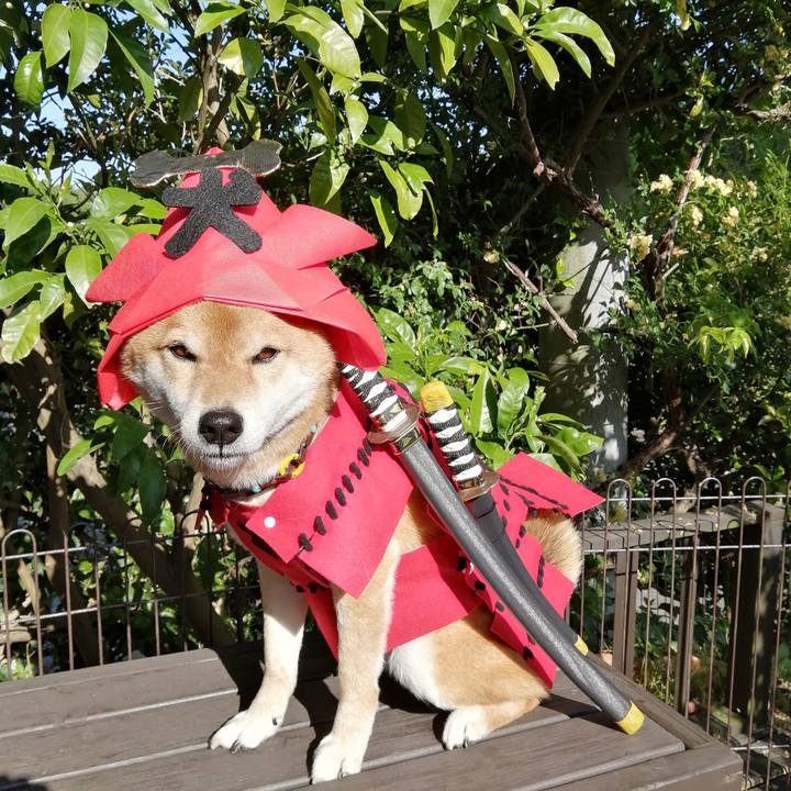 Ac50c880 463b 4314 965e 7fc978dfcee7 1588840913652