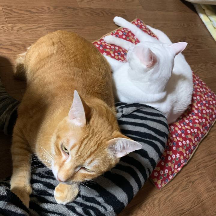 Ac55a015 8280 4a32 9603 e5b02a656701 1609847275183