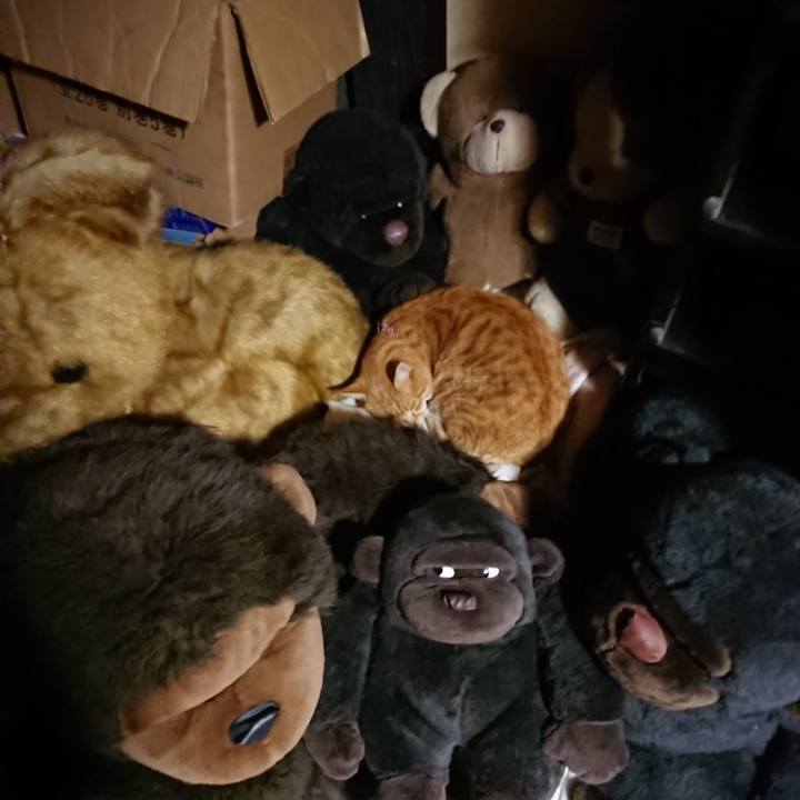 Ac562850 3af5 4155 a772 2bec090d1fb6 1606130494340