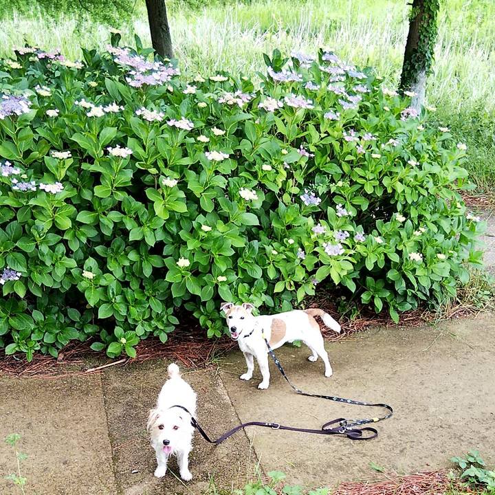 Ac5bd589 61c8 4b51 b783 fa08851101b8 1560662417193