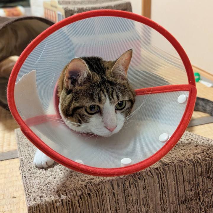 Ac5d3737 4024 494e a422 533d81c25ba5 1759818558106