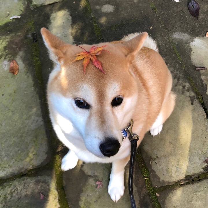 Ac5e7a34 1c5c 4c29 92e2 583dacd09d34 1543672387543