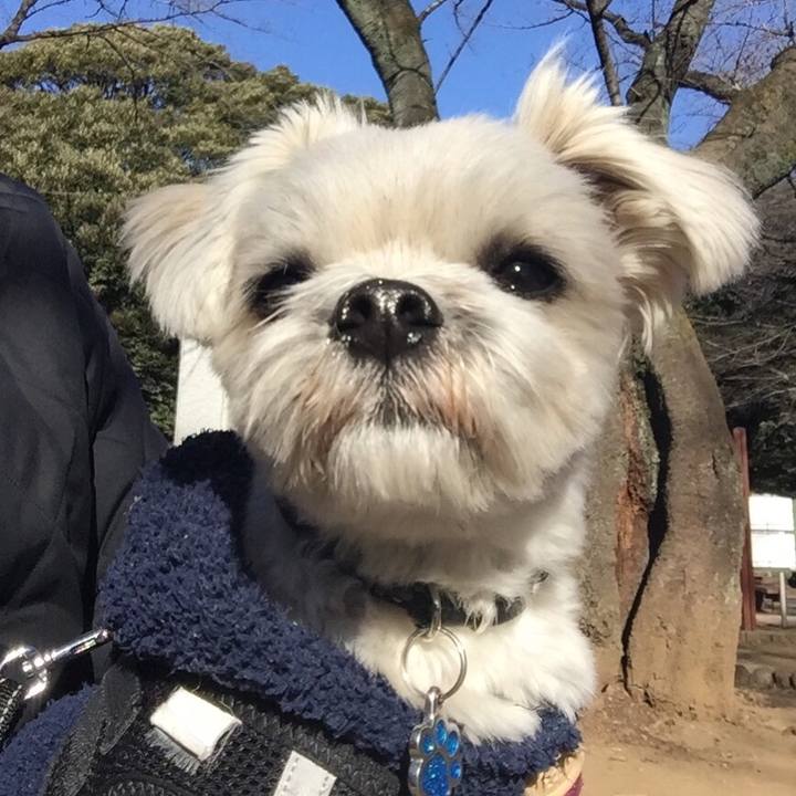 Ac5f72cf eea0 49f2 9745 1d5859cb55b2 1514971604180