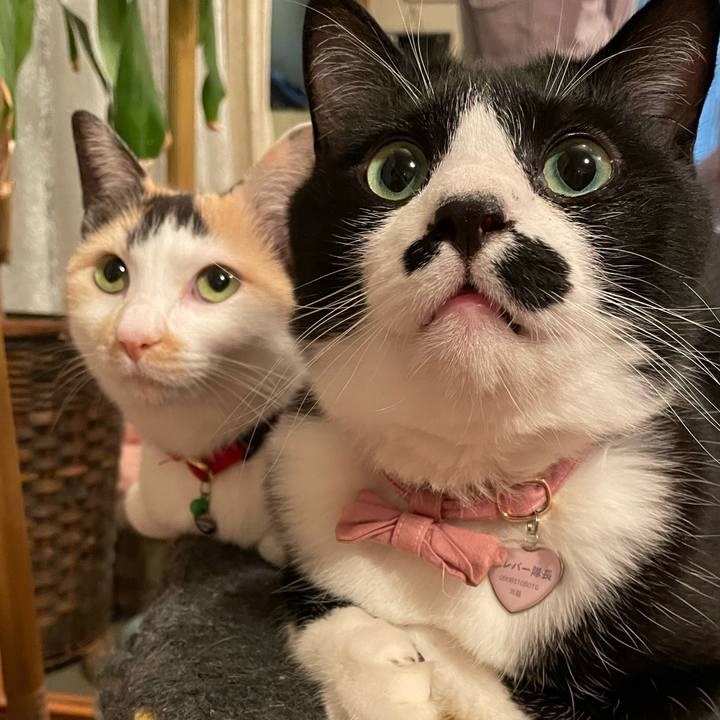 Ac601137 6567 499f ac48 fbb64d34fe1d 1714656192356