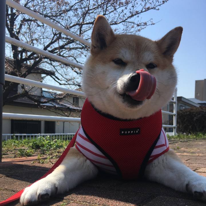 Ac61b453 7ffb 45df b2e0 178282aa448f 1584588952632