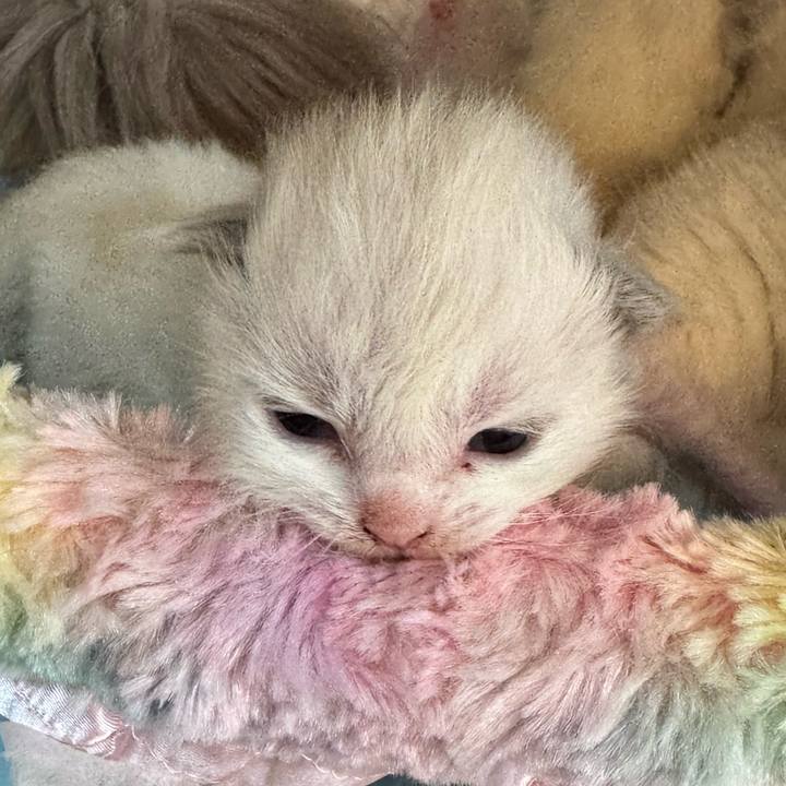 Ac624cb2 a94b 43a1 9b08 b6c0c9bdb958 1763259161584