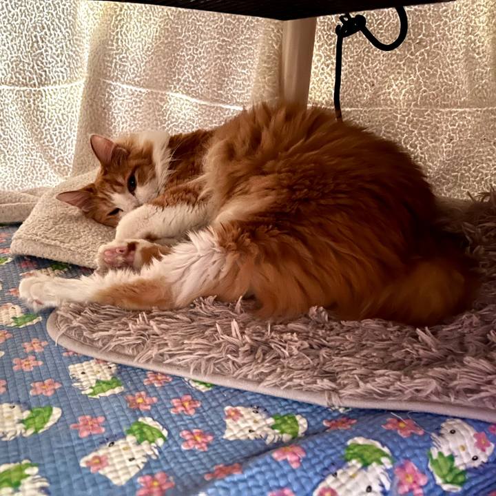 Ac638456 ac42 4e48 8766 4e0eeec90847 1634523191615