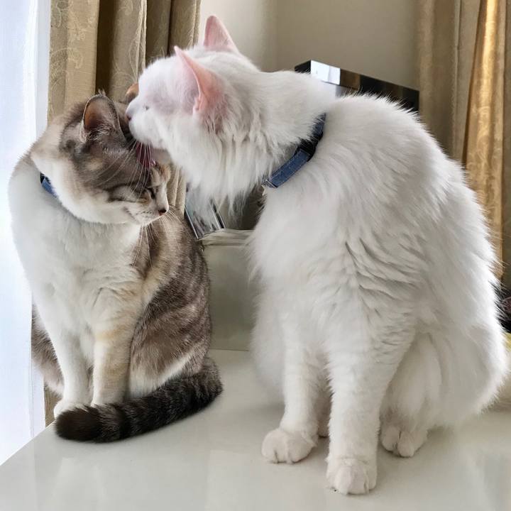 Ac659669 36cb 449f a494 4640035c5c8a 1560217663808