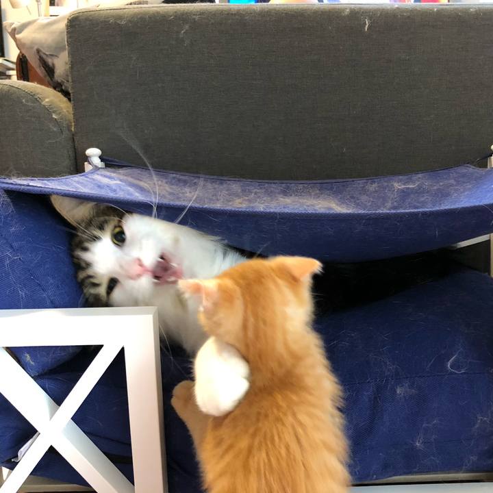 Ac690cce 3ce9 47d5 b22f 00ecfe285c47 1563067274339