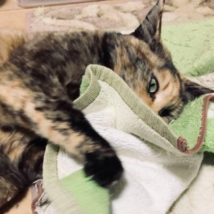 Ac699854 d635 4a17 823d 6a5c57b09c27 1743970868576