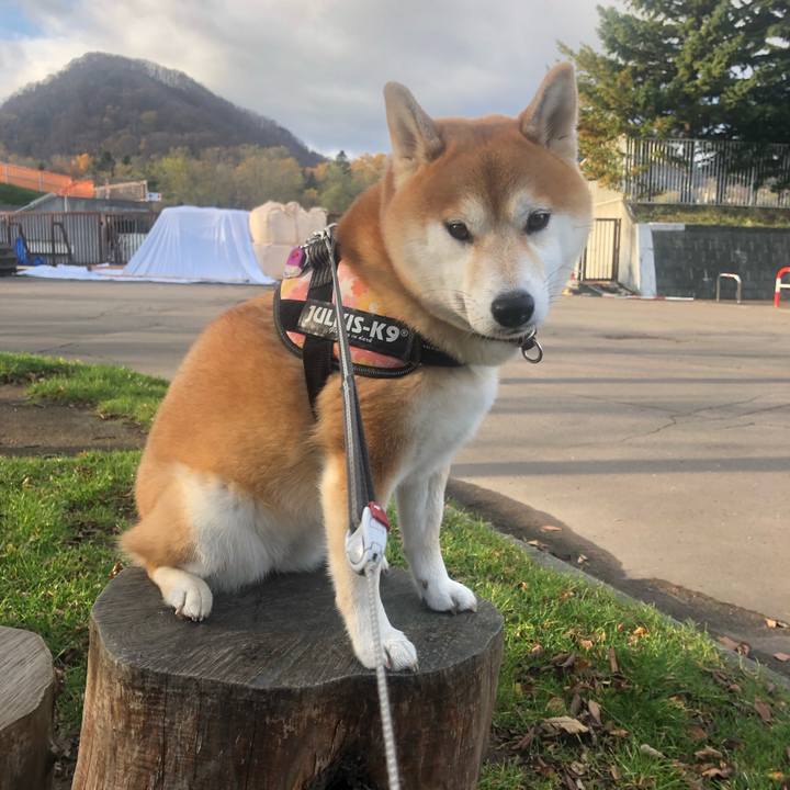 Ac69abd5 3d15 40dd 833d bc4e89bfb137 1541992658929