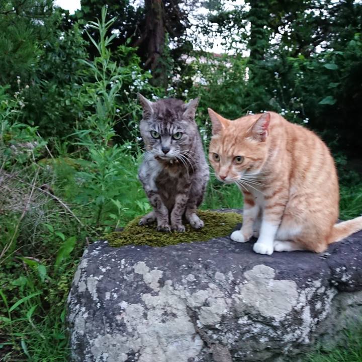 Ac6a5ff7 337f 4671 883d 4cad3750f597 1596534789667