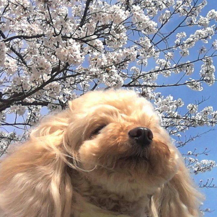 Ac719817 0b2e 4eee ab56 31804a4a0d31 1522918214948