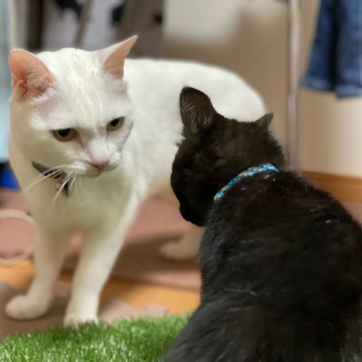 Ac72c07a b5de 4c44 9832 0c561df6a1dc 1636380230558