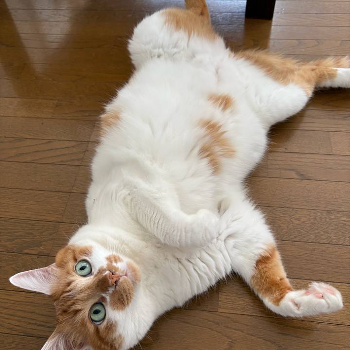 Ac747ce4 57f0 4848 9a0a 0f2796049720 1754695562660