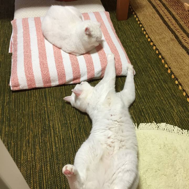 Ac7a1e6d 8db7 4f08 afea d64ee0ef71ff 1508560459748