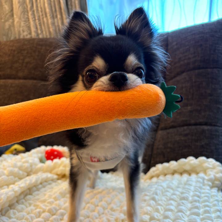 Ac7aa60c 11e7 4c92 8724 58b2f0d905d5 1723911334988