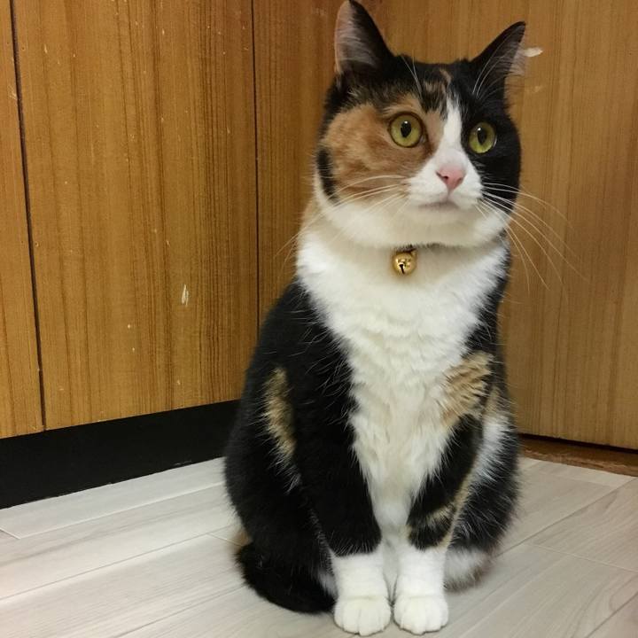 Ac7bcd6f 6b4a 40e4 b245 3edb5cdae78c 1517150270854