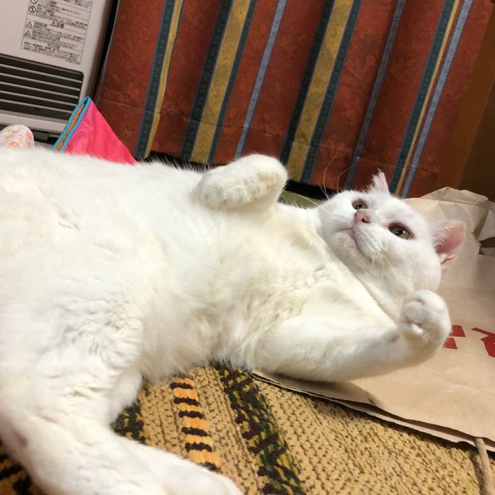 Ac7c3286 f837 4bfb 9b0d b4803ea23e0e 1529580706119