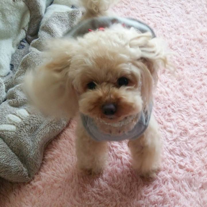 Ac8092a6 5705 4e8e 8516 6f8a9350d42a 1523957123420