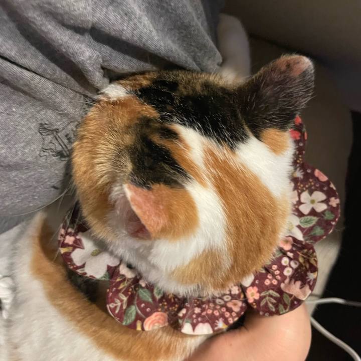 Ac8399bd 5c96 4556 a1ac 21dd096aba3c 1758981113692