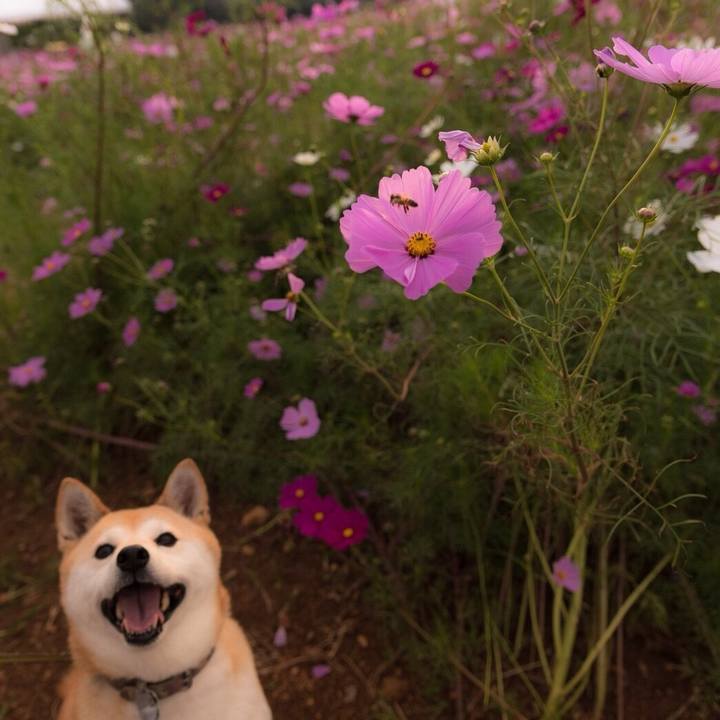 Ac840538 8006 4e8c a96e b8b07f7d3d95 1539778438147