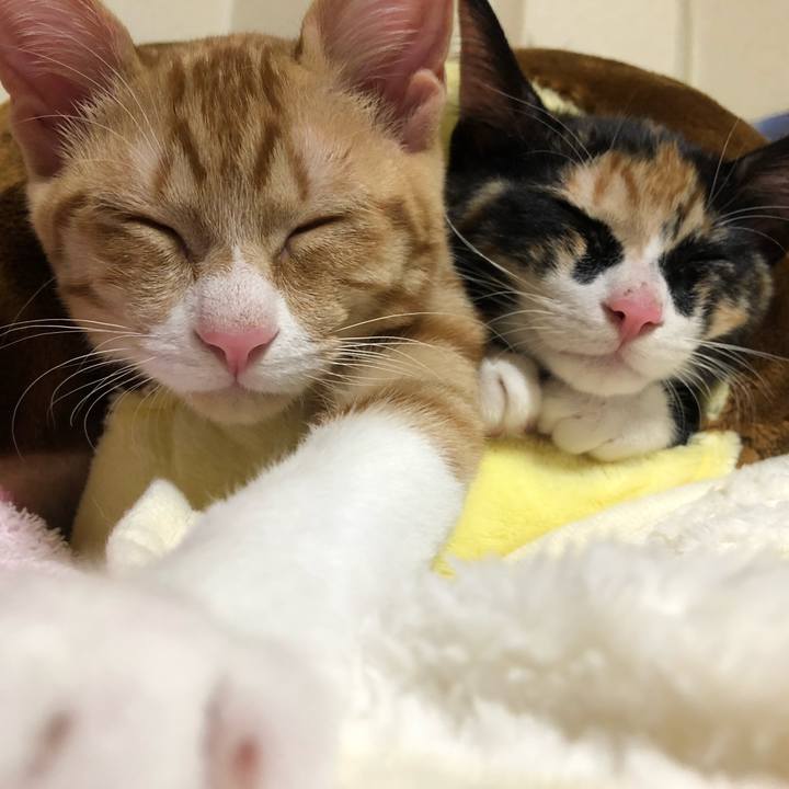 Ac84a58b c689 4f41 959f 6c72a84221ae 1547385960582