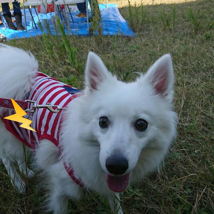 Ac85d6a4 f12f 43a0 bdec a39a2b91b187 1509886957271