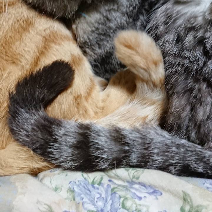 Ac87e169 4949 4d4c b72f bec7e2c44541 1575377176210