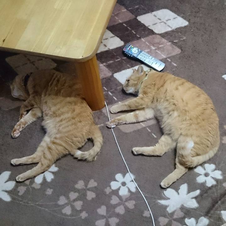 Ac8972dc 32e5 46a6 a415 ddf8f370b701 1512170135572