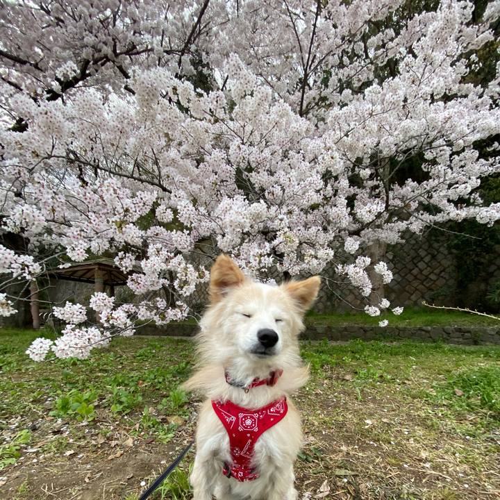 Ac8d1764 fa07 4b2c afcc da93a0496849 1648956130752