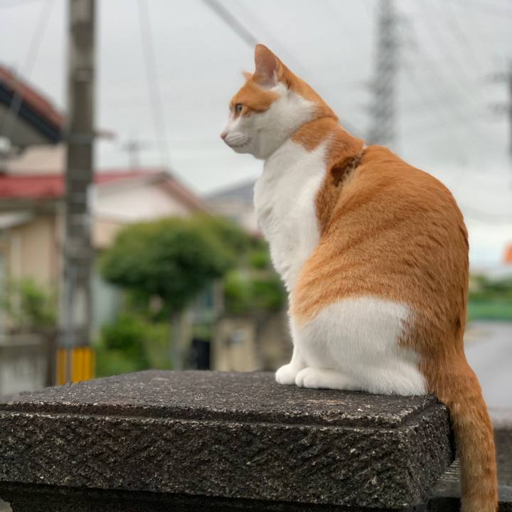 Ac900140 7dd3 44ad a3c2 520f3941a6b5 1596027277841