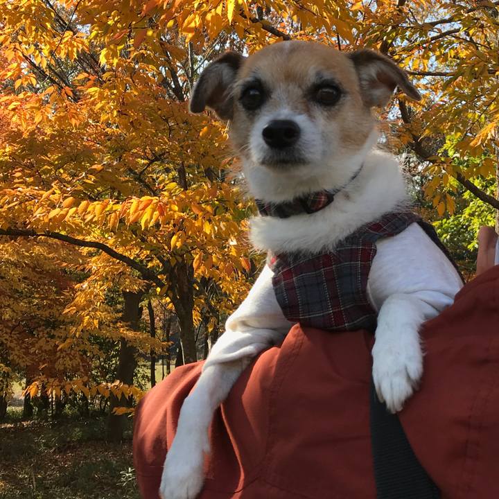 Ac90e125 732b 4f5e 9534 27b87660d3b6 1575187639247