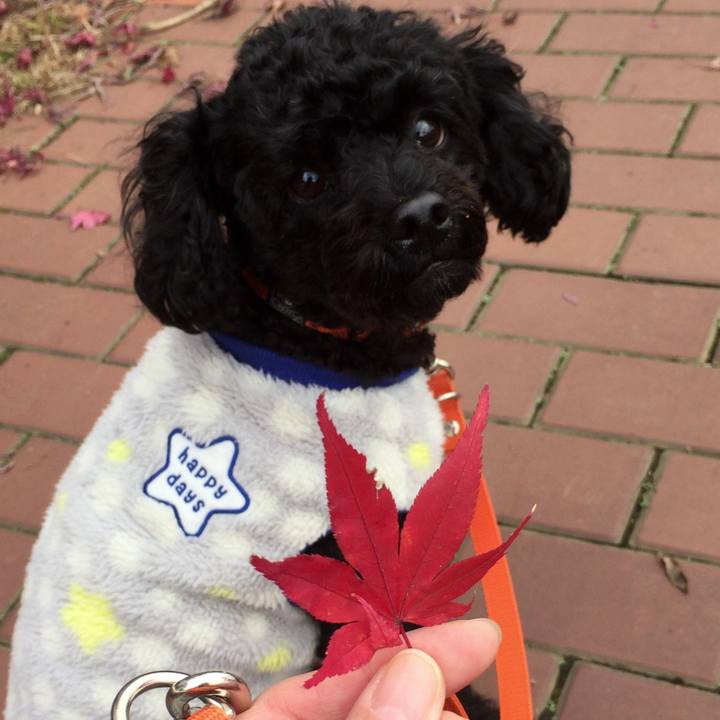 Ac920841 5b2c 4739 bf1f 86b6a10924e3 1512365414537