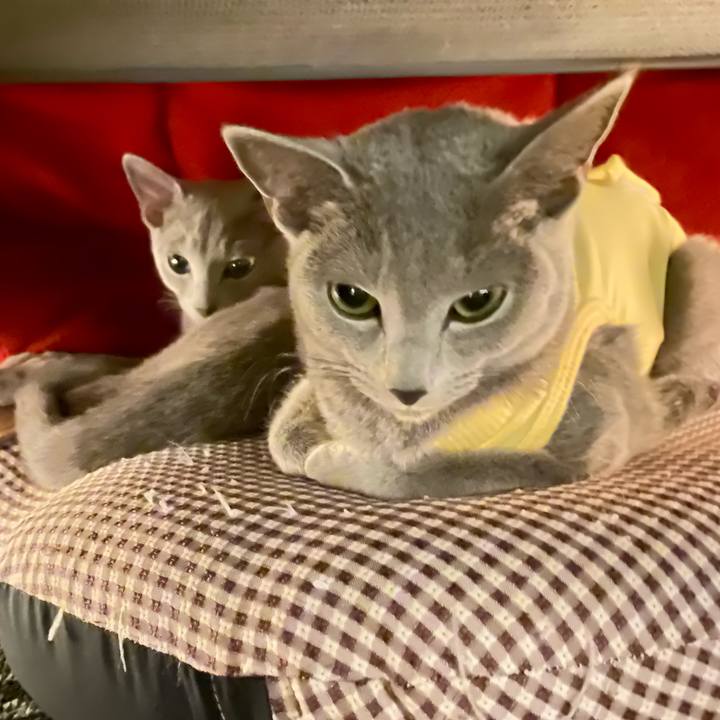 Ac9229a8 535c 4e85 88a6 cc1037d1978e 1608886049146