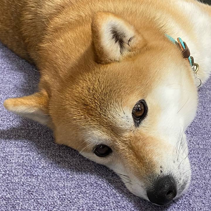 Ac922c74 9281 40c9 b387 d1fbda8da2ea 1604309958584