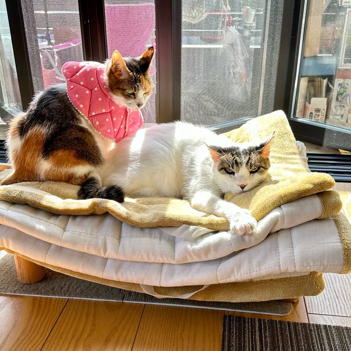 Ac937a03 58e8 4bea b643 b3099fc1adf3 1697675121503