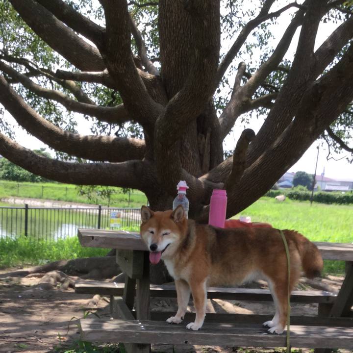 Ac941c17 d3de 4b9a 9992 57c7f0fc86d9 1596517096677