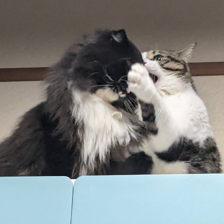 Ac95e026 d647 47e0 80c3 f465fb29b00a 1725197915756